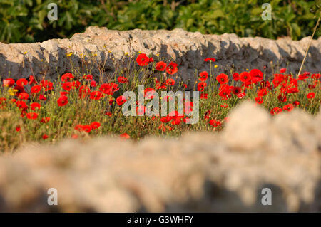 Poppies in secco tra parete di pietra Foto Stock