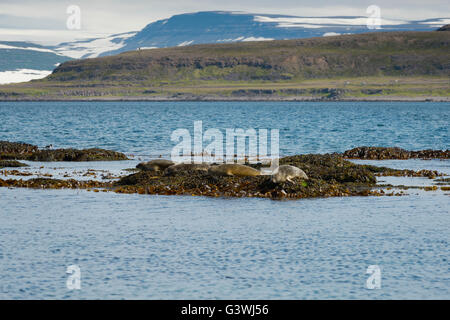 Guarnizioni di tenuta in appoggio sulle alghe a penisola Westfjords, Isola di Vigur, Islanda. Profondità di messa a fuoco Foto Stock