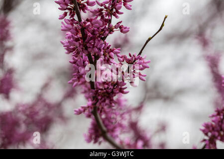 Redbud blossoms. Foto Stock