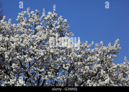 Bradford pear tree fioritura. Foto Stock