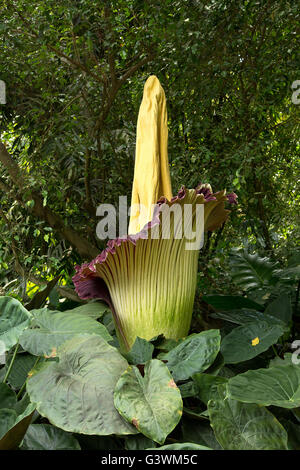 Amorphophallus titanum, noto come il titan arum. Foto Stock