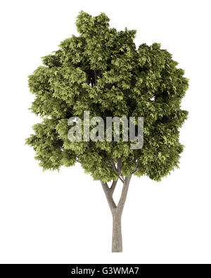 Acero di monte albero isolato su sfondo bianco Foto Stock