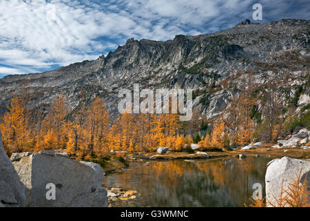 WASHINGTON - i larici nel colore di autunno lungo le rive di Gnome Tarn nell incanto laghi regione dei laghi alpini. Foto Stock