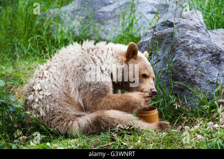 Una fame white Kermode o Spirit Bear lambisce il miele dalla sua zampata off di un vasetto di miele. Foto Stock