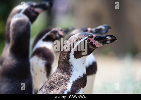 Focus sulla testa di un pinguino di Humboldt. Foto Stock