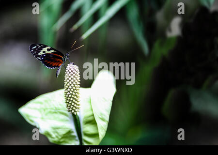 Una tigre Heliconian farfalla sulla punta di un Calla Lily flower spadix con copia spazio. Messa a fuoco selettiva. Foto Stock