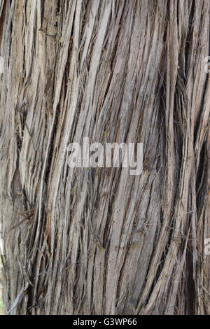 Close up di corteccia di albero Foto Stock