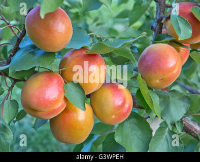 Albicocche " Robada" varietà maturazione sul ramo "Prunus armeniaca'. Foto Stock