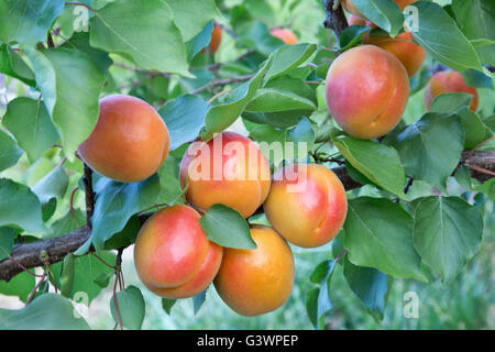 Albicocche " Robada" varietà maturazione sul ramo, Prunus armeniaca' Foto Stock