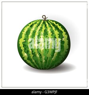 Intero round anguria sullo sfondo bianco. Isolato di frutta tropicale illustrazione. Anguria verde. Vettore. Anguria berry Illustrazione Vettoriale
