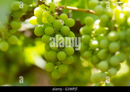 Uva verde con foglie verdi sui tralci. Frutta fresca Foto Stock