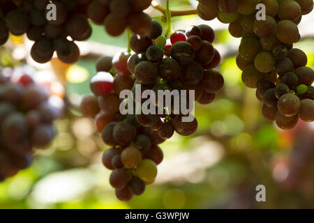 Rosso porpora uve con foglie verdi sui tralci. Frutta fresca Foto Stock