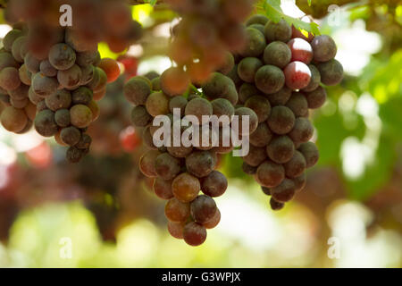 Rosso porpora uve con foglie verdi sui tralci. Frutta fresca Foto Stock