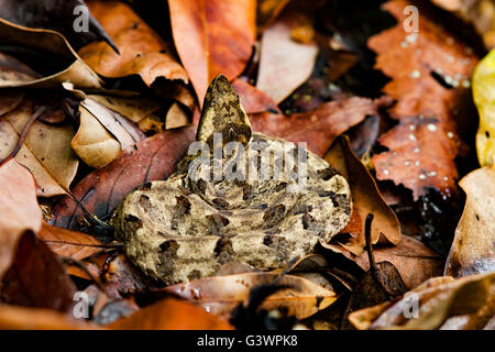 Hump-Nosed Rattlesnakes camouflage in foglie Foto Stock