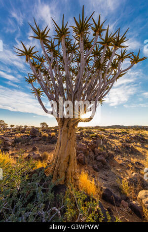 La faretra Tree Forest (Kocurboom Woud in afrikaans) è una foresta e di attrazione turistica del sud della Namibia. Foto Stock