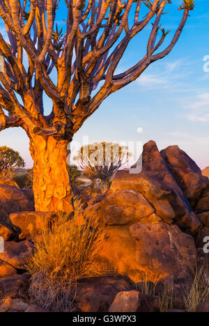 La faretra Tree Forest (Kocurboom Woud in afrikaans) è una foresta e di attrazione turistica del sud della Namibia. Foto Stock