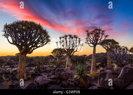 La faretra Tree Forest (Kocurboom Woud in afrikaans) è una foresta e di attrazione turistica del sud della Namibia. Foto Stock