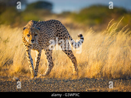 Il ghepardo (Acinonyx jubatus) è un gatto grande che si verifica principalmente in Africa orientale e meridionale. Foto Stock
