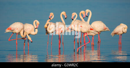 Il Fenicottero Rosa sono un tipo di trampolieri in genere Phoenicopterus, il solo genere nella famiglia Phoenicopteridae. Foto Stock