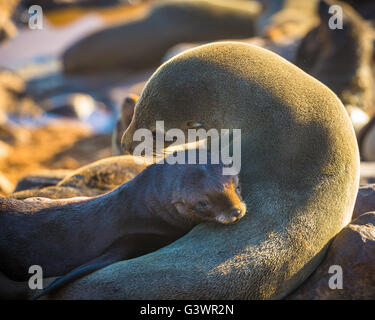 Fur colonia di foche di Cape Cross, Namibia Foto Stock