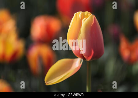 Castello di Pralormo, fiorente tulip in aprile per l'evento "esser Tulipano',Piemonte,l'Italia,l'Europa Foto Stock