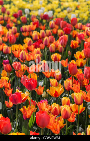 Castello di Pralormo, fiorente tulipani in aprile per l'evento "esser Tulipano',Piemonte,l'Italia,l'Europa Foto Stock