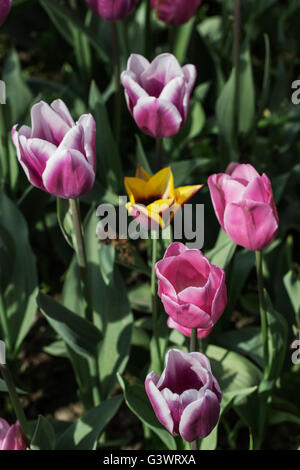 Castello di Pralormo, fiorente tulipani in aprile per l'evento "esser Tulipano',Piemonte,l'Italia,l'Europa Foto Stock