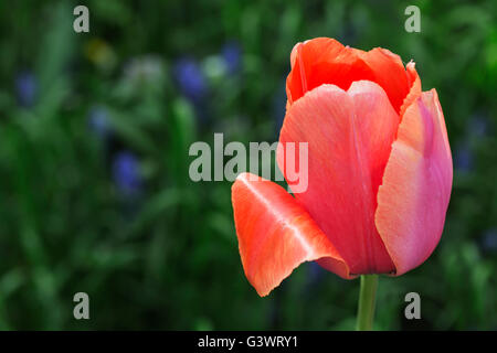 Castello di Pralormo, fiorente tulip in aprile per l'evento "esser Tulipano',Piemonte,l'Italia,l'Europa Foto Stock