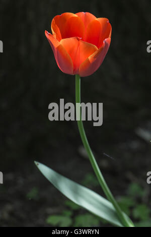 Castello di Pralormo, fiorente tulip in aprile per l'evento "esser Tulipano',Piemonte,l'Italia,l'Europa Foto Stock