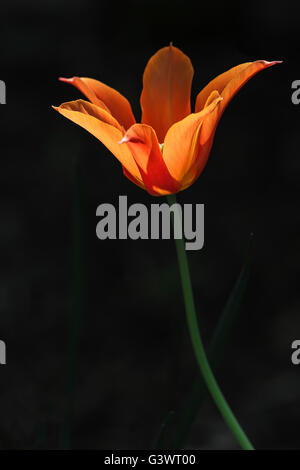 Castello di Pralormo, fiorente tulip in aprile per l'evento "esser Tulipano',Piemonte,l'Italia,l'Europa Foto Stock