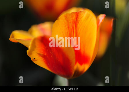 Castello di Pralormo, fiorente tulip in aprile per l'evento "esser Tulipano',Piemonte,l'Italia,l'Europa Foto Stock