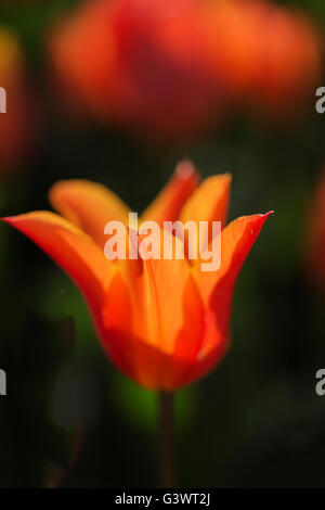 Castello di Pralormo, fiorente tulip in aprile per l'evento "esser Tulipano',Piemonte,l'Italia,l'Europa Foto Stock