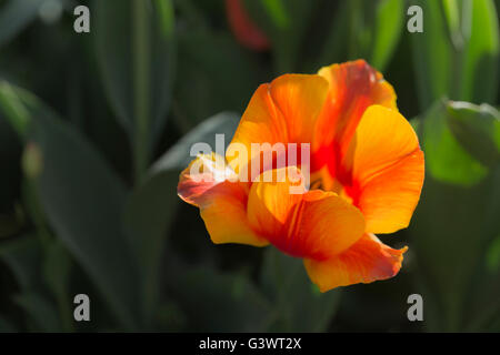 Castello di Pralormo, fiorente tulip in aprile per l'evento "esser Tulipano',Piemonte,l'Italia,l'Europa Foto Stock
