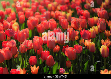 Castello di Pralormo, fiorente tulipani in aprile per l'evento "esser Tulipano',Piemonte,l'Italia,l'Europa Foto Stock