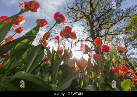 Castello di Pralormo, fiorente tulipani in aprile per l'evento "esser Tulipano',Piemonte,l'Italia,l'Europa Foto Stock