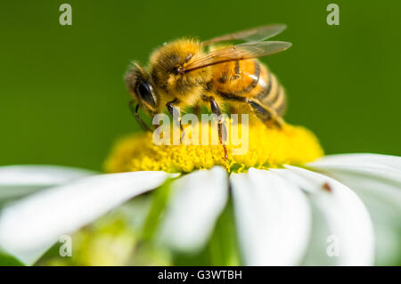 Il miele delle api la raccolta di polline e di miele da una Margherita occhio di bue fiore. Foto Stock