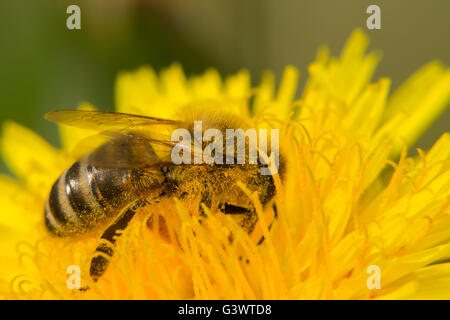 Ape su fiore giallo raccoglie il nettare Foto Stock