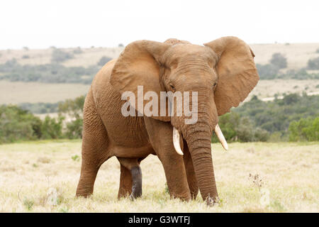 Un unico grande .. Il bush africano Elefante è la più grande delle due specie di elefanti africani. Foto Stock