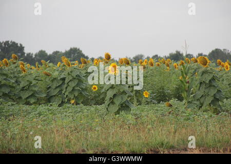 Un campo di girasoli in mattinata Foto Stock