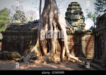 La natura prevale sull'uomo: grande albero radici su Ta Prohm tempio Buddista le rovine di Angkor, Cambogia Foto Stock