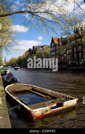 Eurasian Coot nidi su un vecchio rotto barca piena di acqua sul canale Prinsengracht, nel centro di Amsterdam, Paesi Bassi nella primavera. Foto Stock