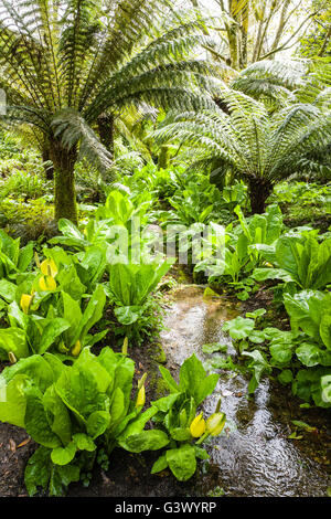 Una giungla come atmosfera entro il Giubileo giardino a Trengwainton vicino a Penzance in Cornovaglia REGNO UNITO Foto Stock