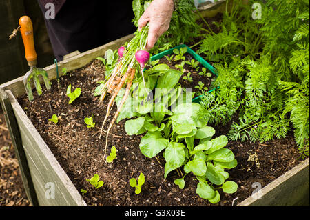 La raccolta di fresco giovane cresciuto ravanello e carote in una casella sollevata piantatrice Foto Stock