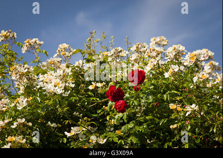 Red Rose Danse de Feu appare nel mezzo di una massa cremosa di fiori bianchi o Rosa giorno di nozze Foto Stock