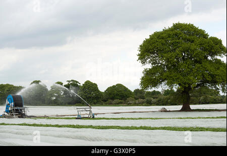 Presto il raccolto di patate coltivate intensamente sotto il vello, Shottisham, Suffolk, Regno Unito. Foto Stock