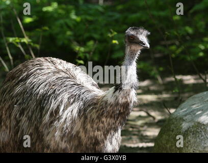 Coppia Australian Emu (Dromaius novaehollandiae) rivolta verso la telecamera Foto Stock