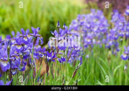Viola Iris Sibirica cresce in un prato. Foto Stock
