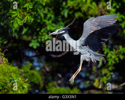 Giallo-incoronato Nitticora in volo con bastone Foto Stock