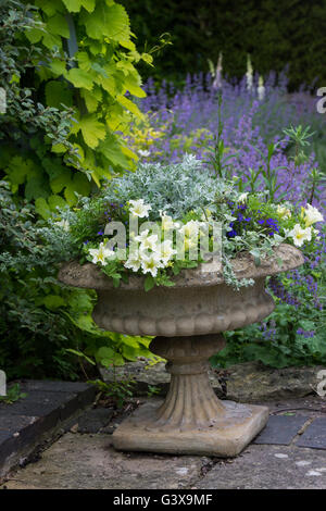 Flora urna di pietra in un giardino cottage. Ashton sotto la collina, Wychavon district, Worcestershire, Inghilterra Foto Stock