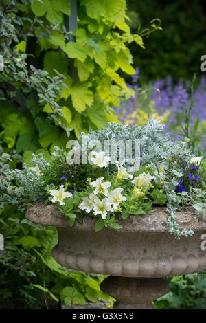 Flora urna di pietra in un giardino cottage. Ashton sotto la collina, Wychavon district, Worcestershire, Inghilterra Foto Stock